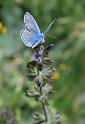 polyommatus icarus